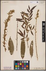 Foto von Salix undulata Ehrh.